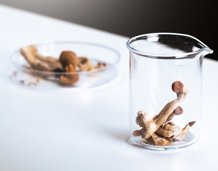 Dried magic mushrooms in glass beaker and petri dish on white table for psychedelic research.